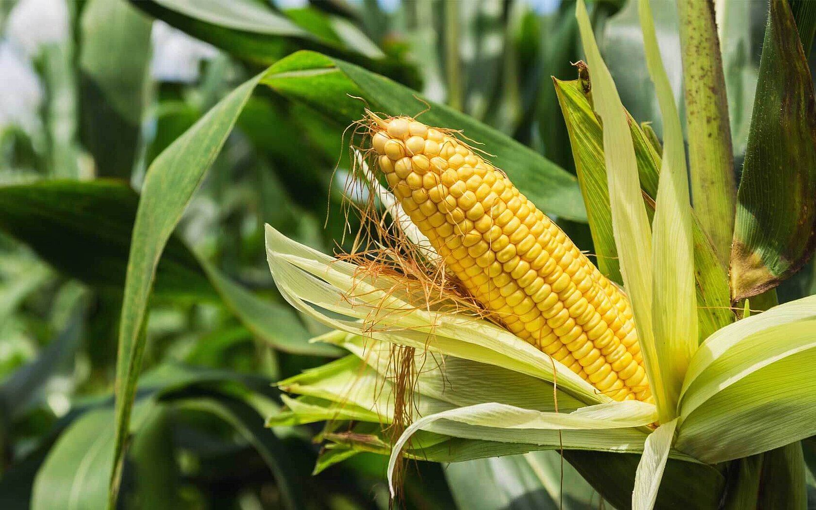Corncob