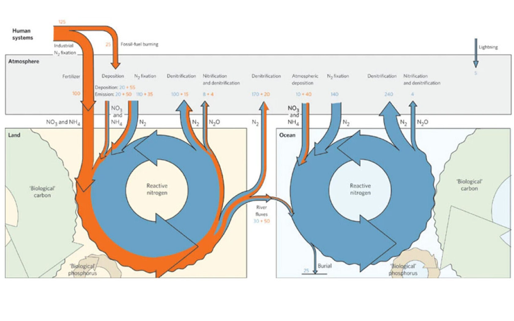 Diagramme illustrant le cycle global de l'azote.