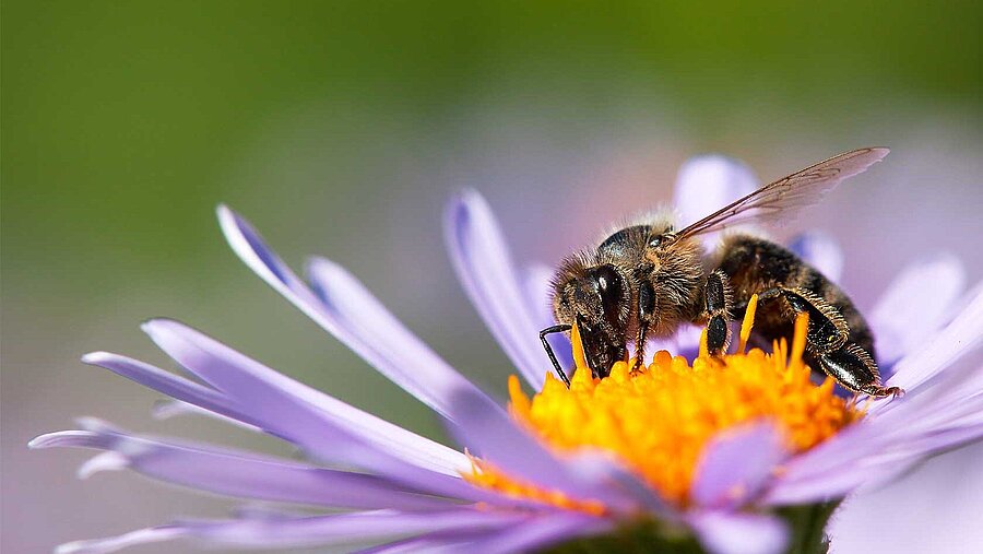 Biene sitzt auf einer Blüte und sammelt Nektar