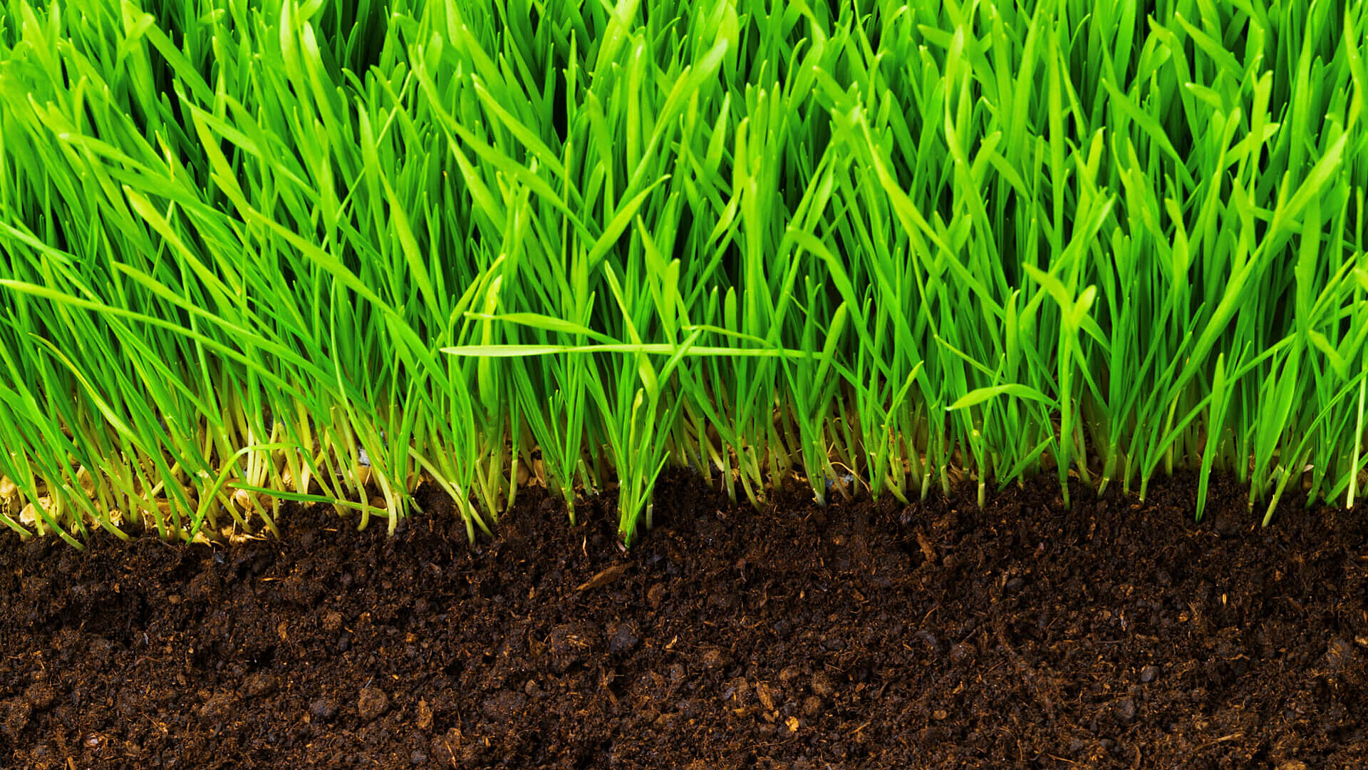 Soil profile