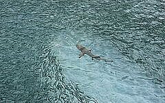 海で泳ぐサメ