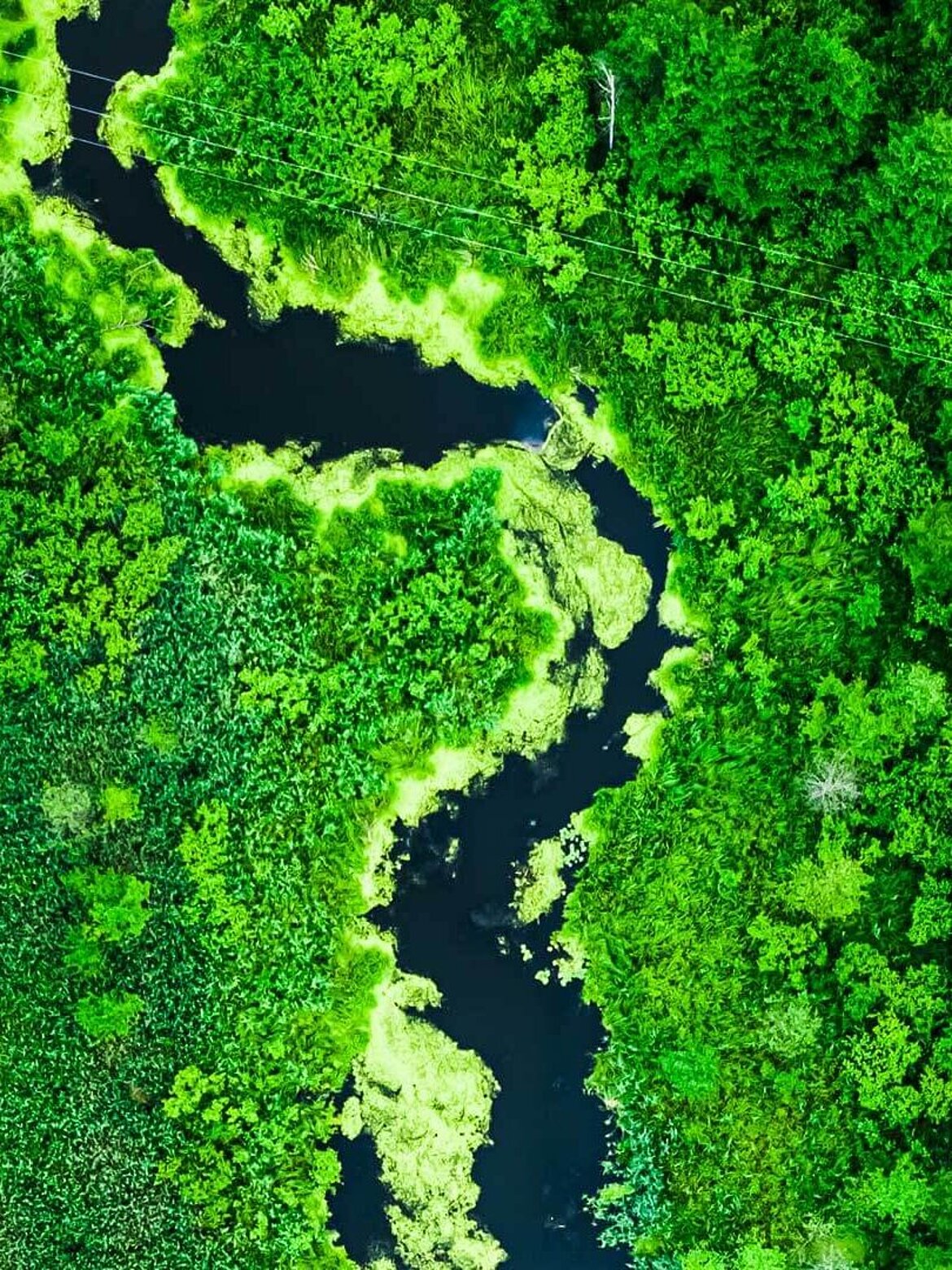 Fluss mäandert durch Wald