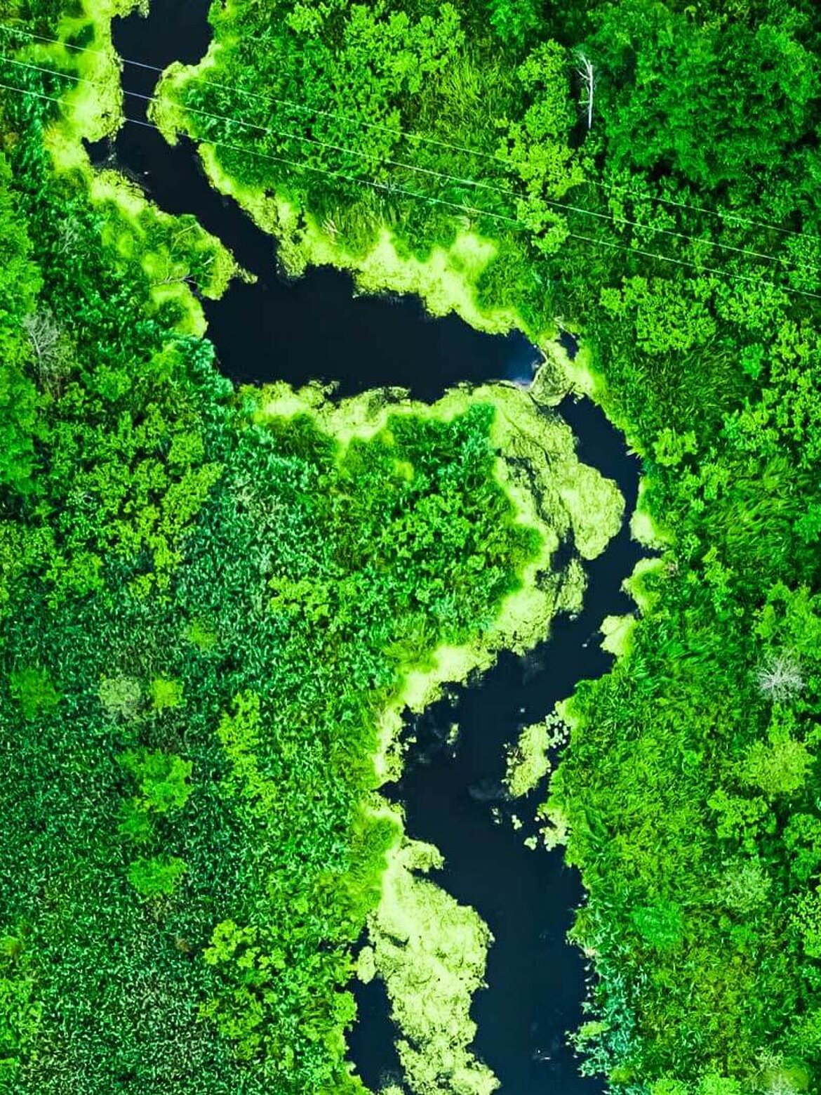 River meandering through forest