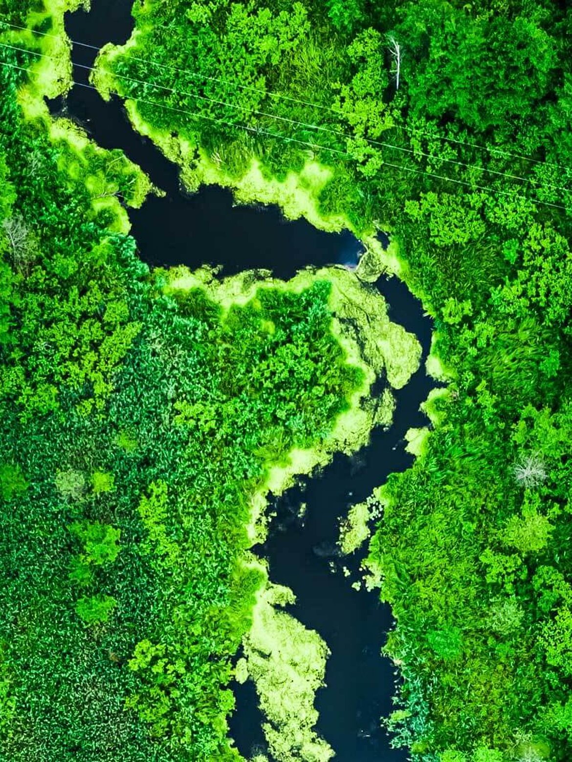 River meandering through forest