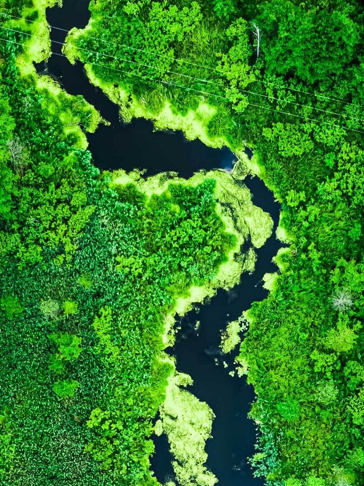 Rivière serpentant dans la forêt
