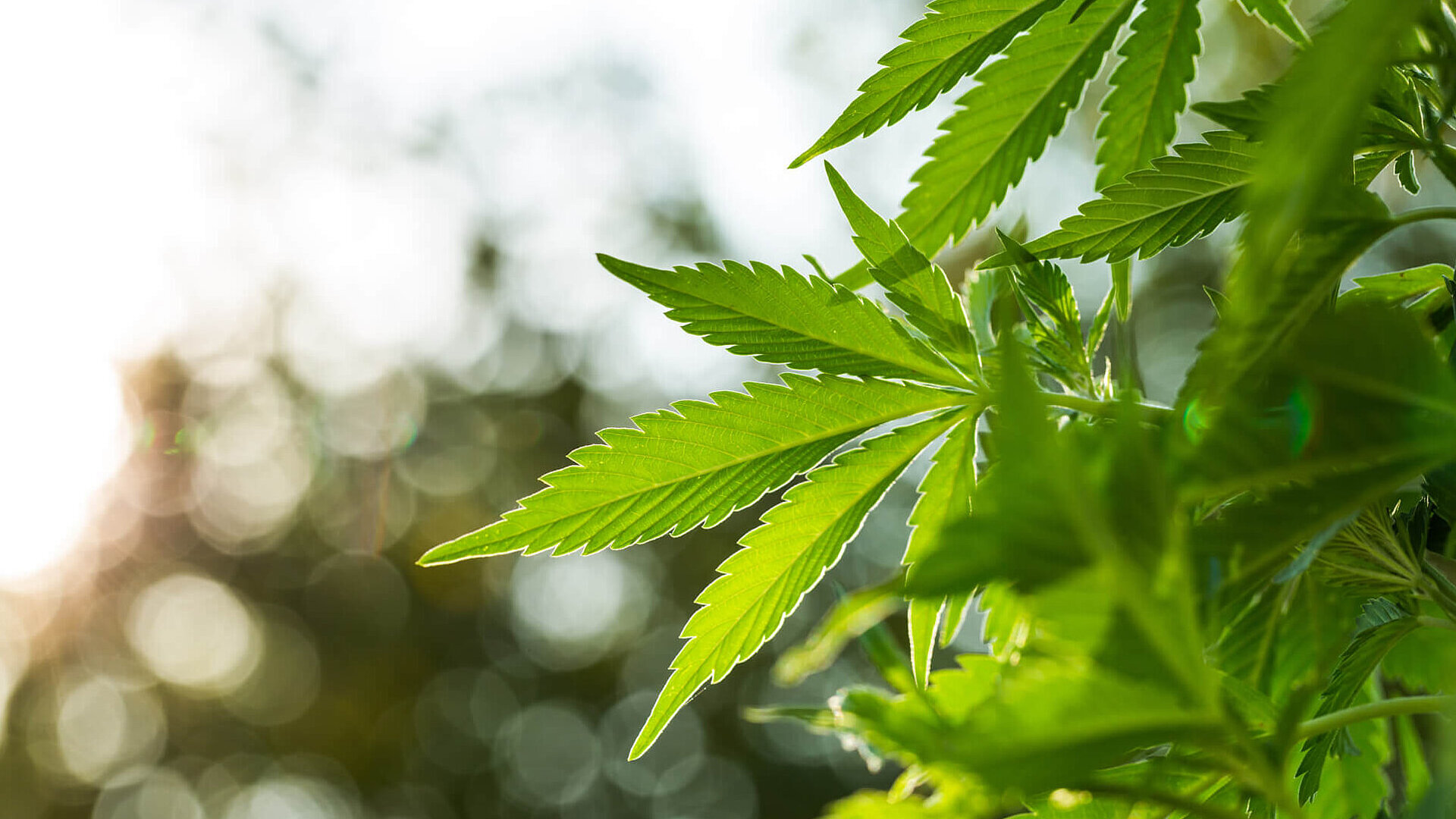 Hemp plant