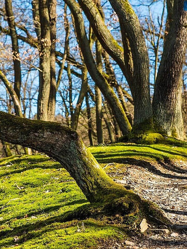 Trees