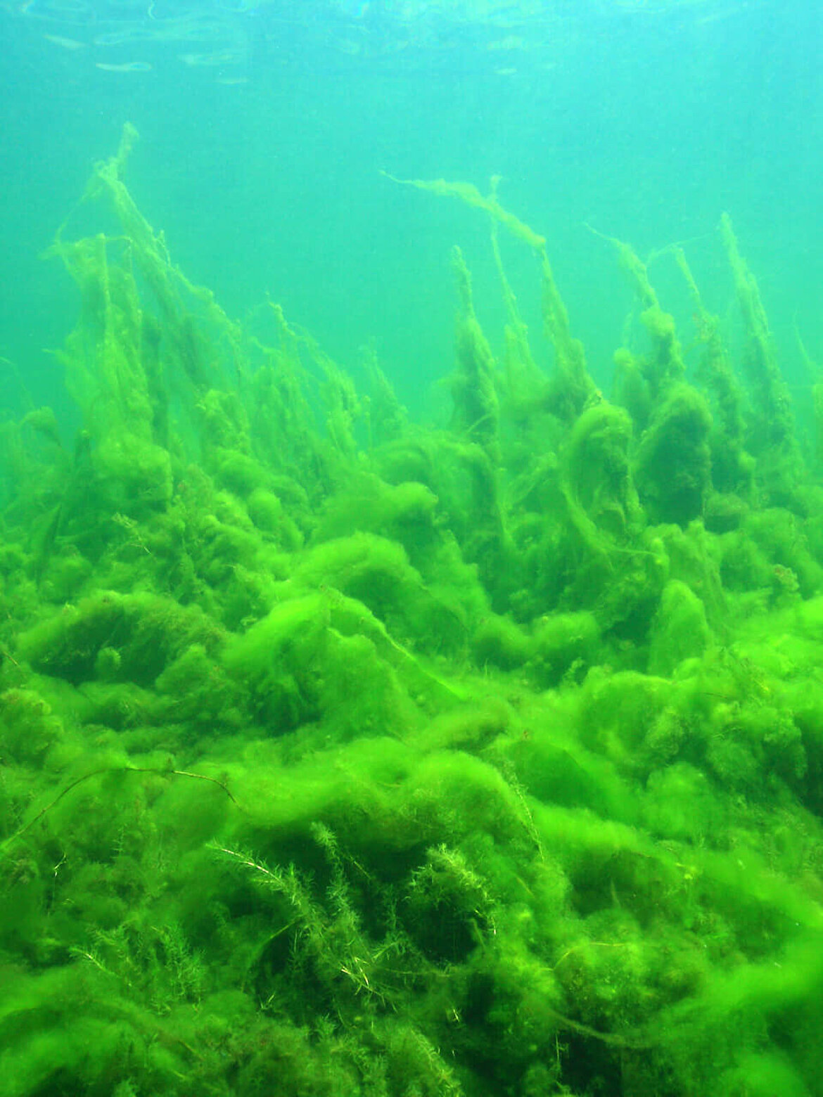 Eutrophication