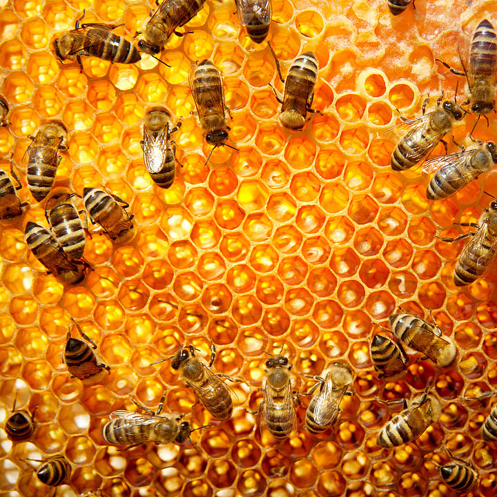 Honeycomb
