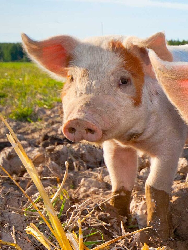Piglets