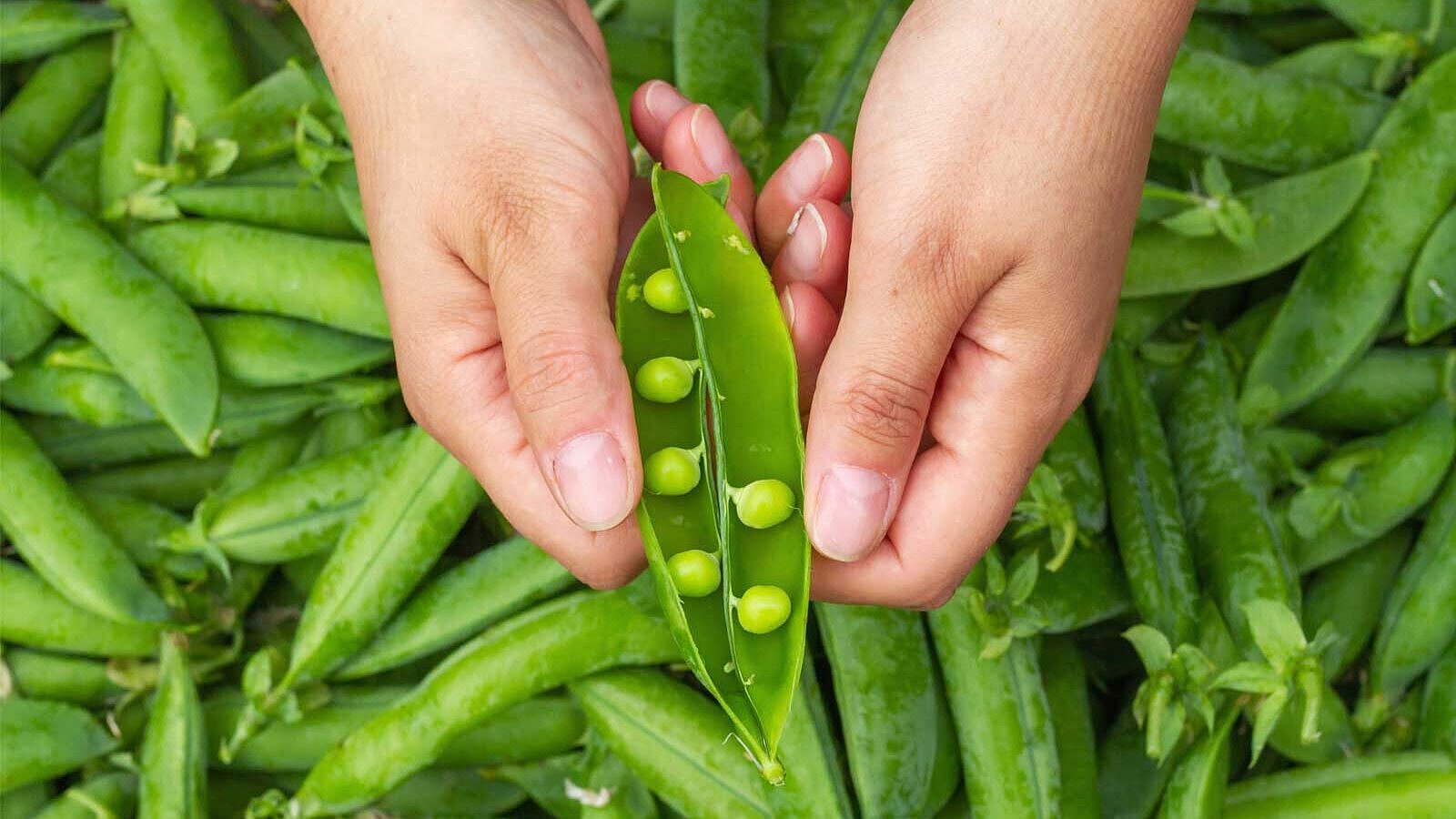 Harvested peas