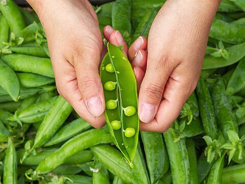 Harvested peas