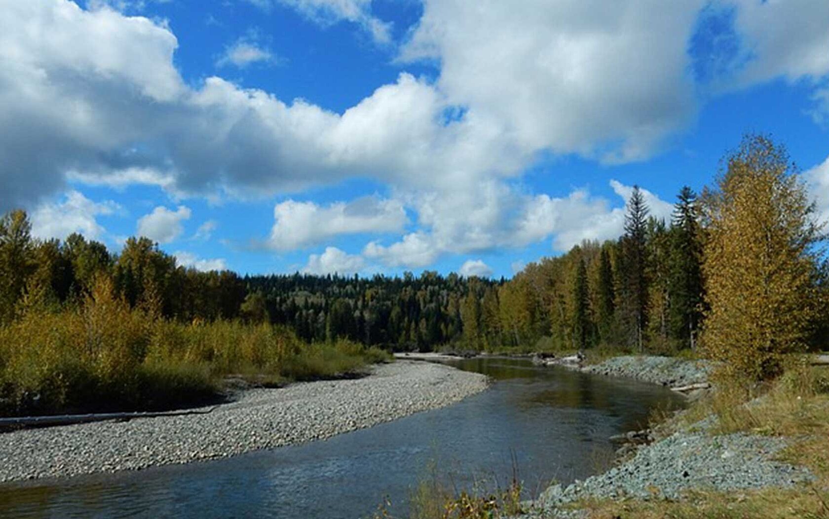 River Fraser within a forest