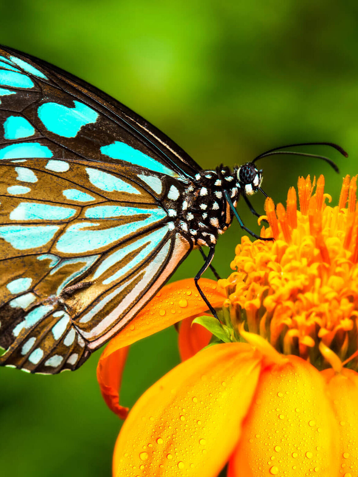 Ökologische Analyse Schmetterling