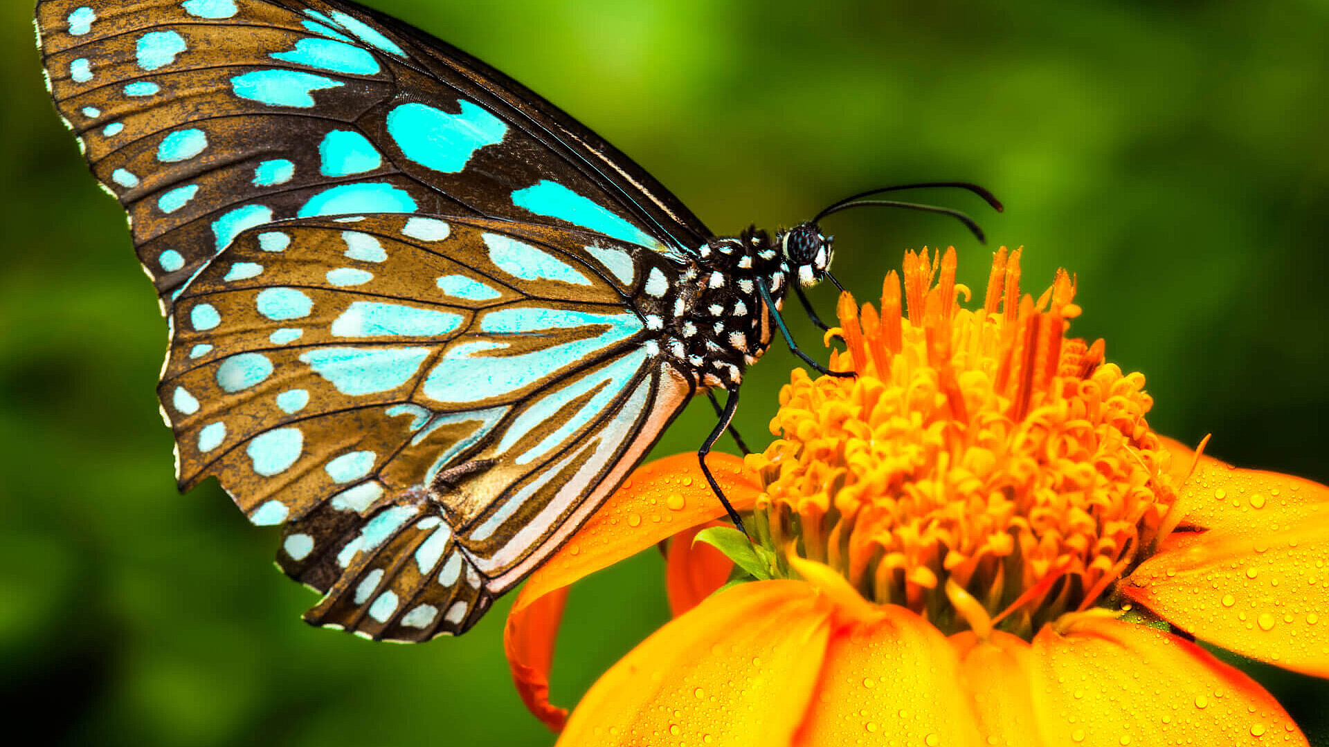 Ecology analysis butterfly