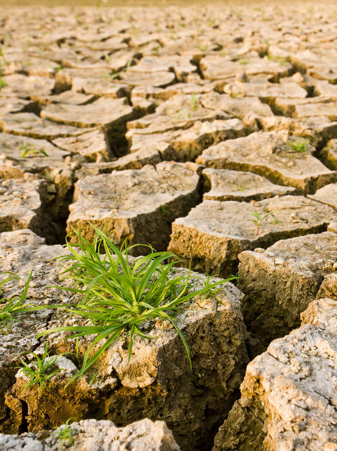 Sol de recherche climatique