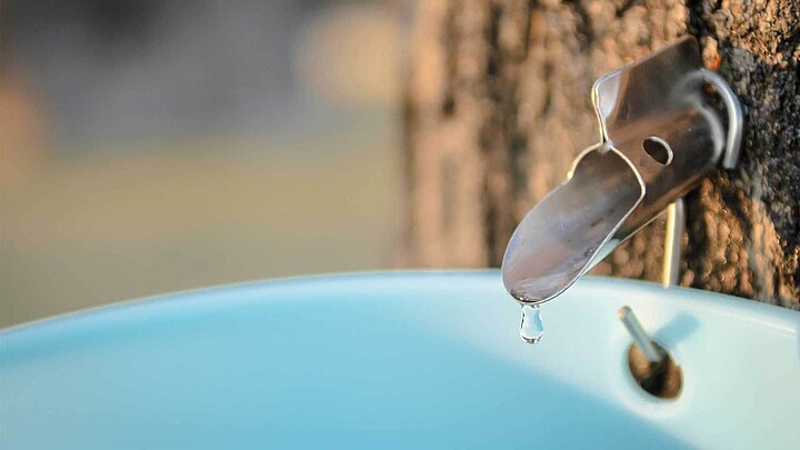 Maple syrup