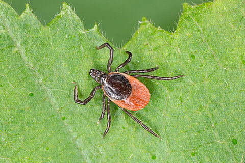 Ecology analysis tick