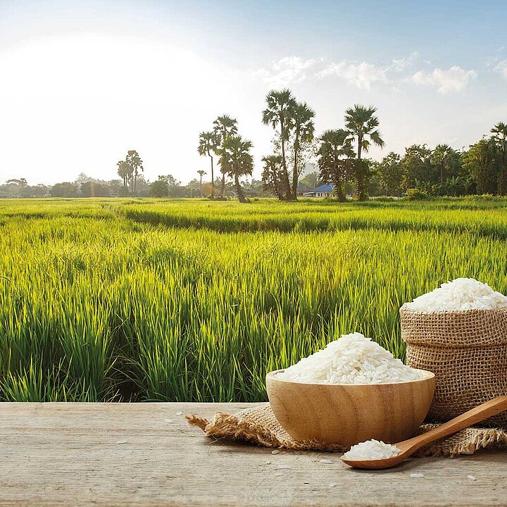 Sunny rice field