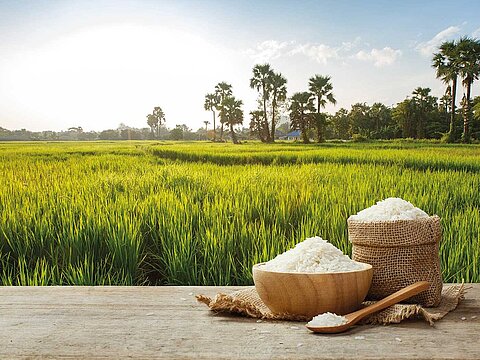 Sunny rice field
