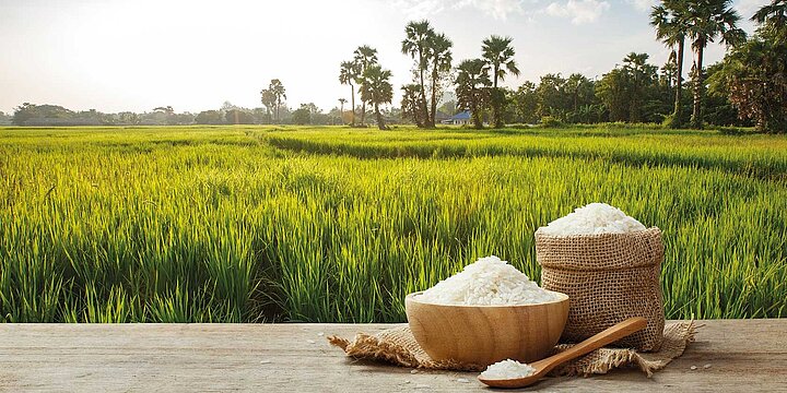 Sunny rice field