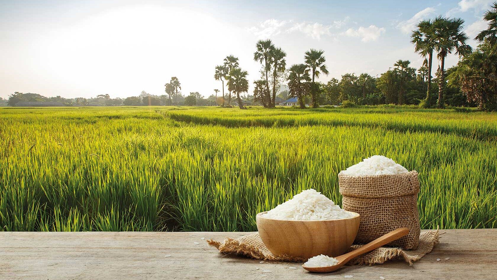 Sunny rice field