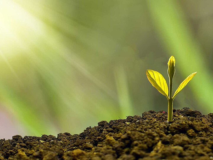 Growing plant on rich soil