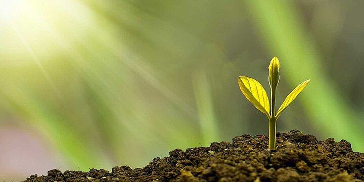 Growing plant on rich soil