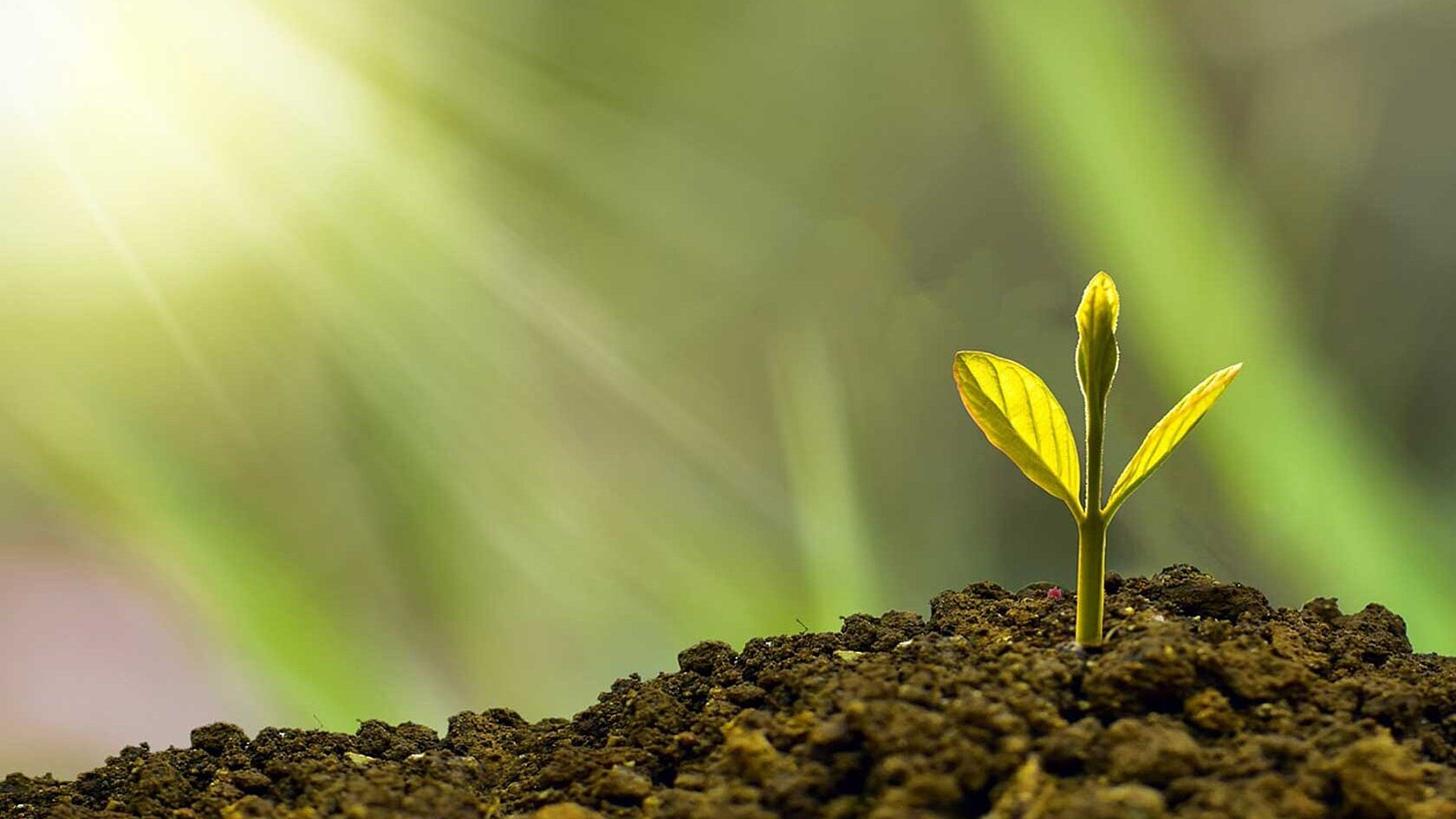 Growing plant on rich soil