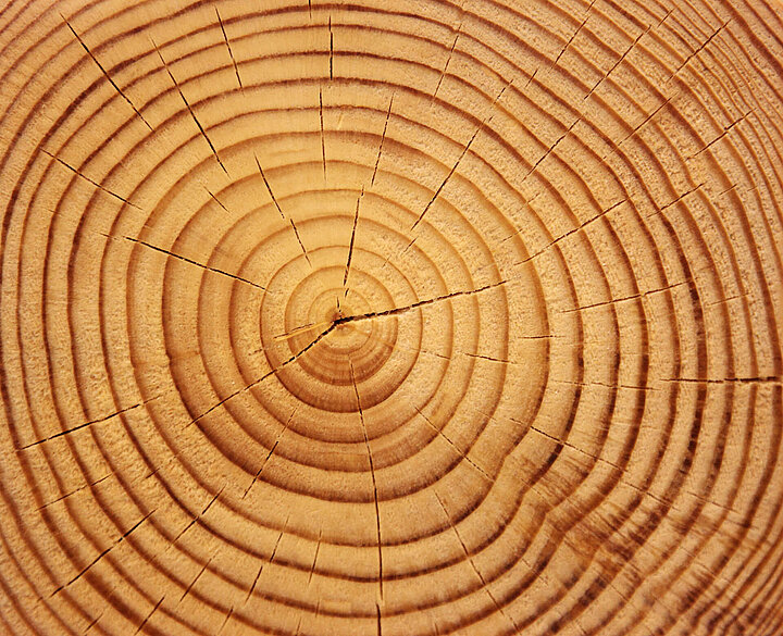 Climate research tree rings