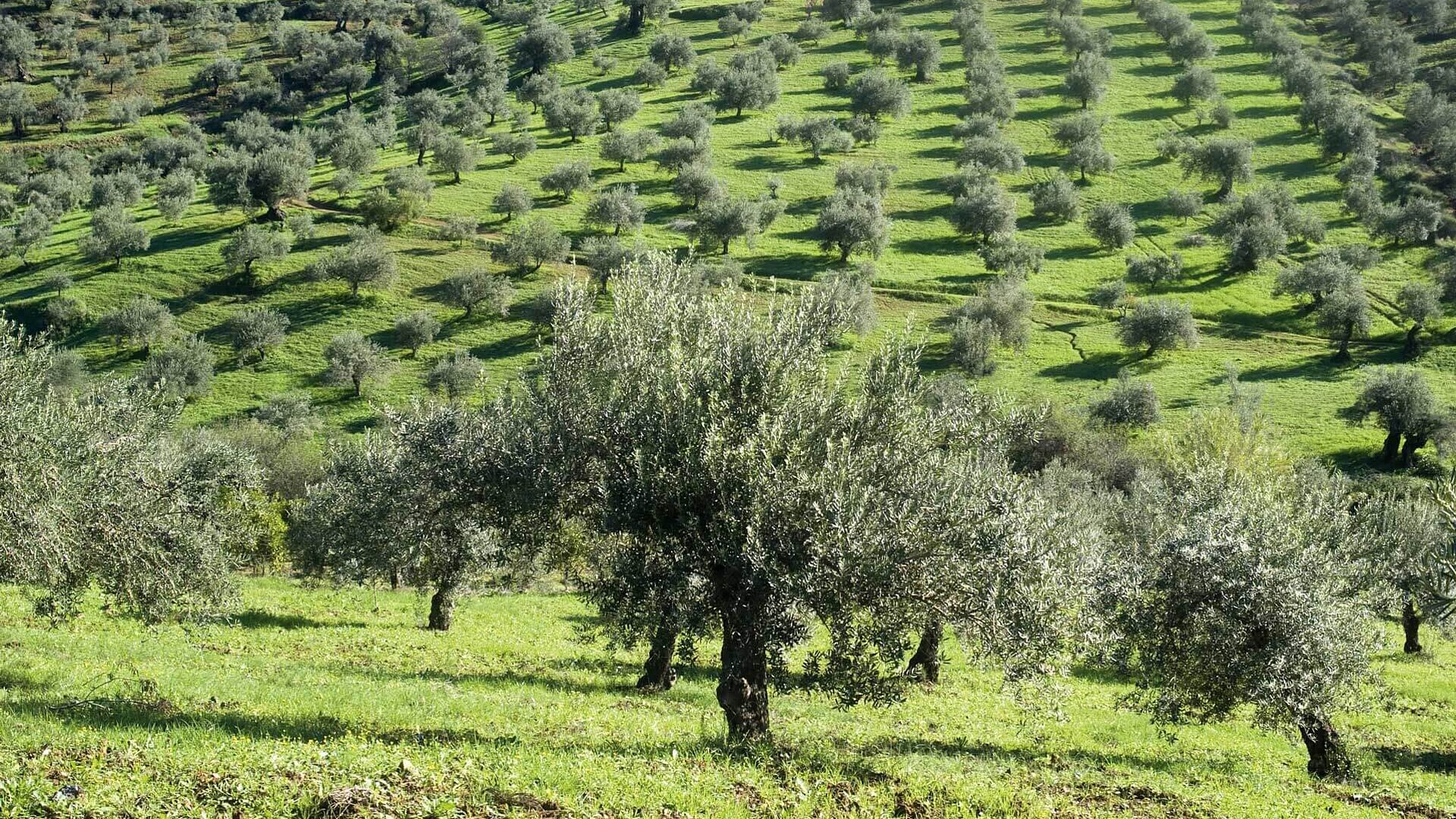 Olive trees