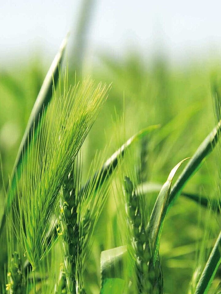 Grainfield