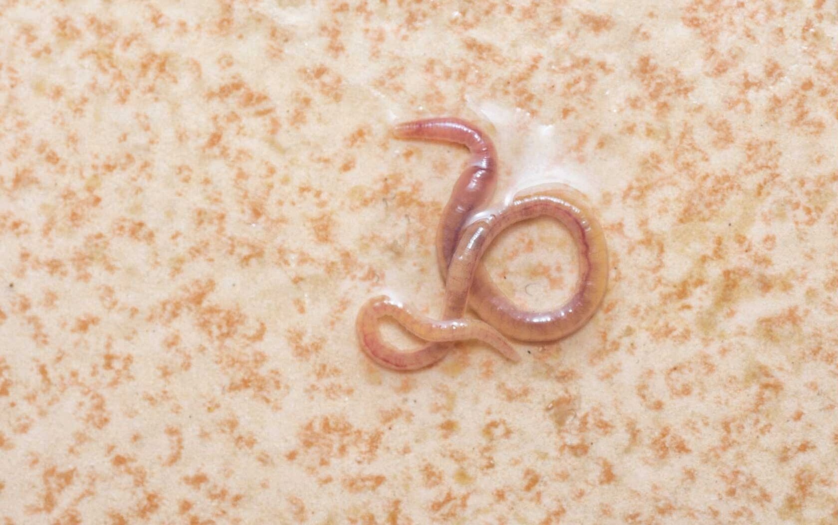 Tubifex tubifex worm on ceramic surface