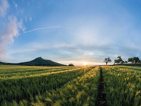 Field with green grains and a nice, sunny blue sky