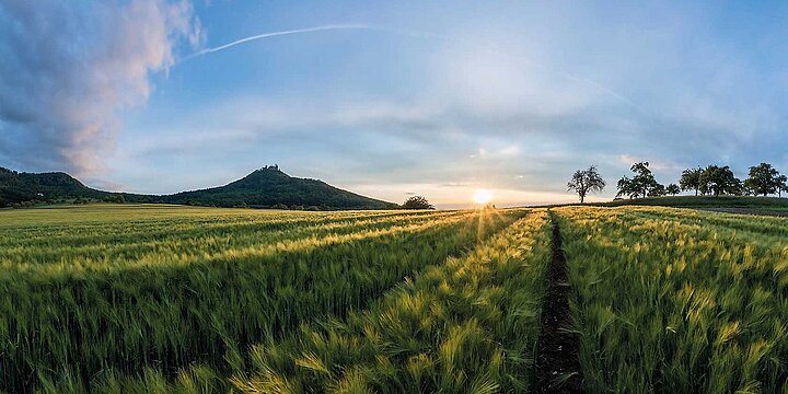 Field with green grains and a nice, sunny blue sky