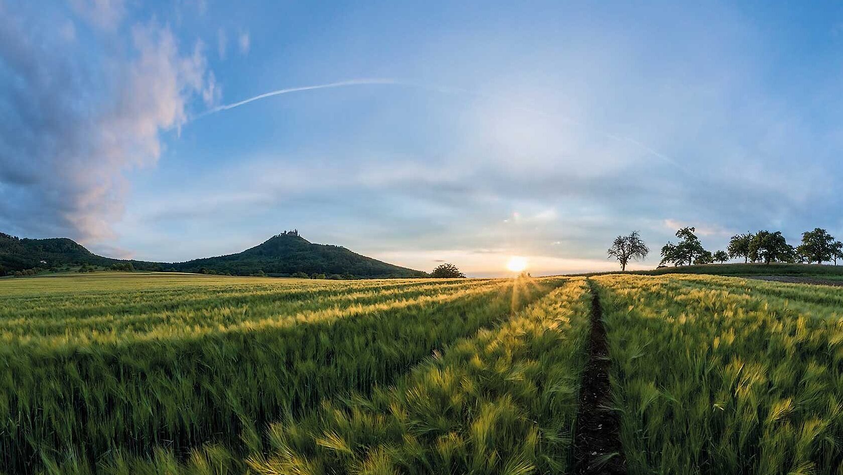 Field with green grains and a nice, sunny blue sky
