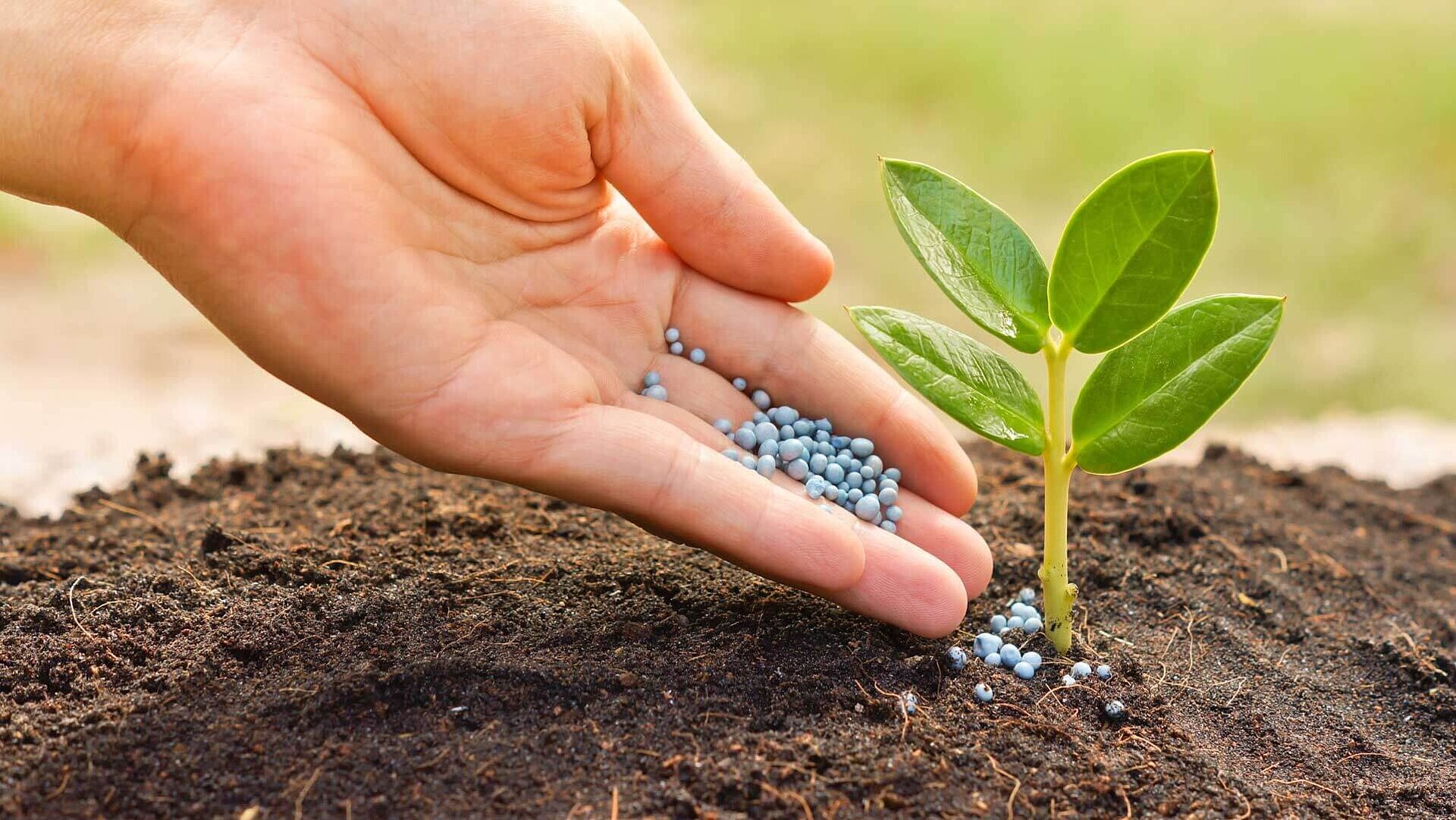 Applying fertilizer
