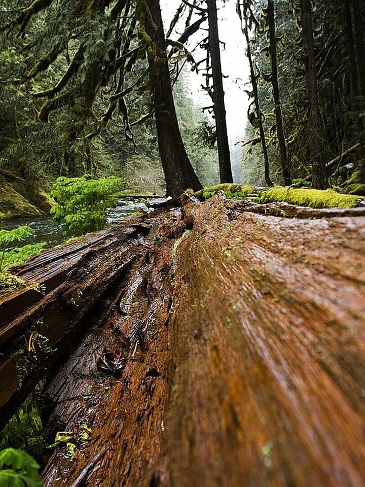 Wood