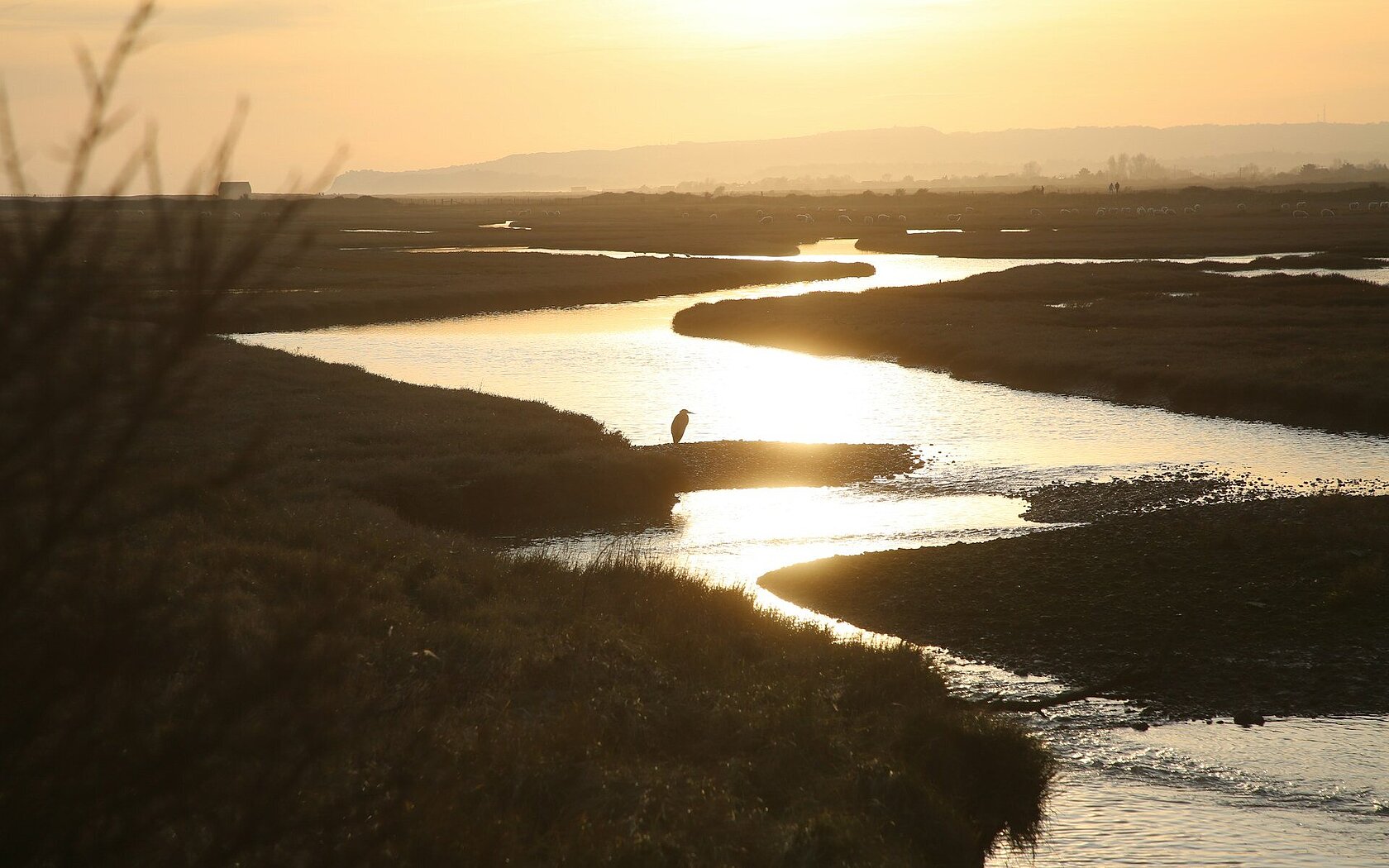 Image of a salt marsh in the evening sun.