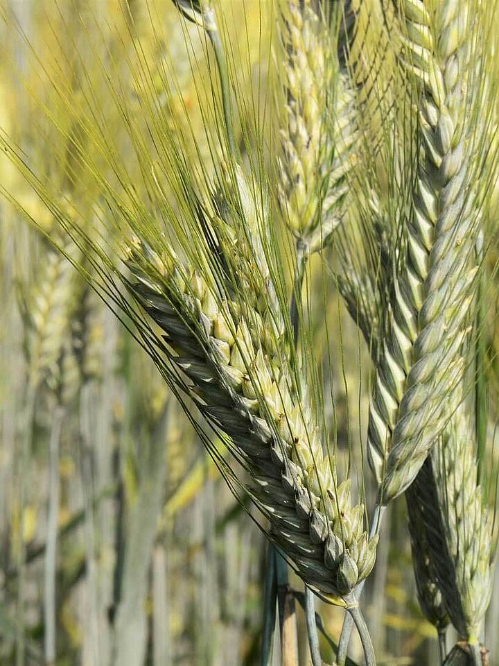 Grain