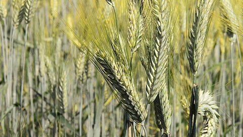 Grain