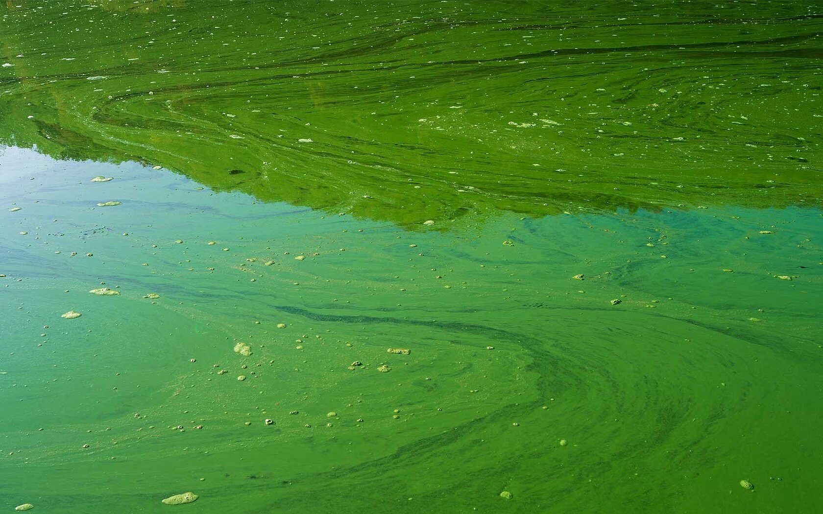 Blue-green algae or cyanobacteria in water
