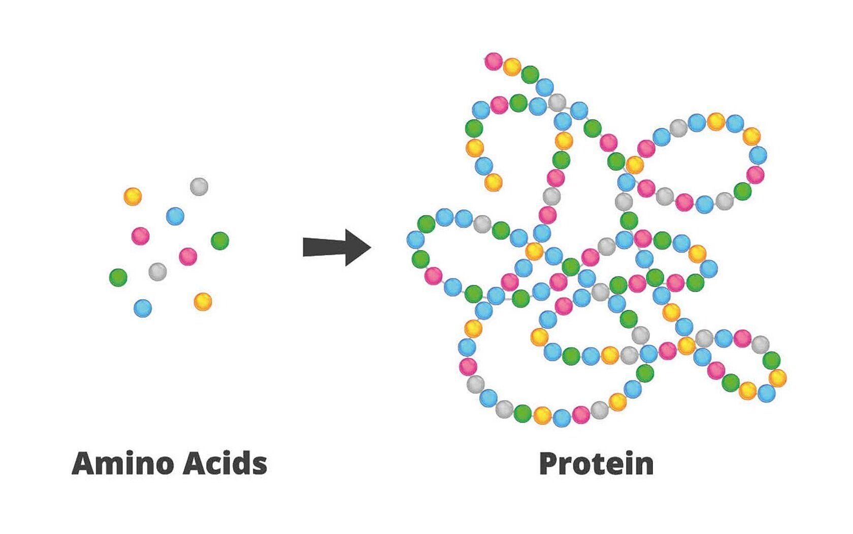 Example picture of amino acid and proteins