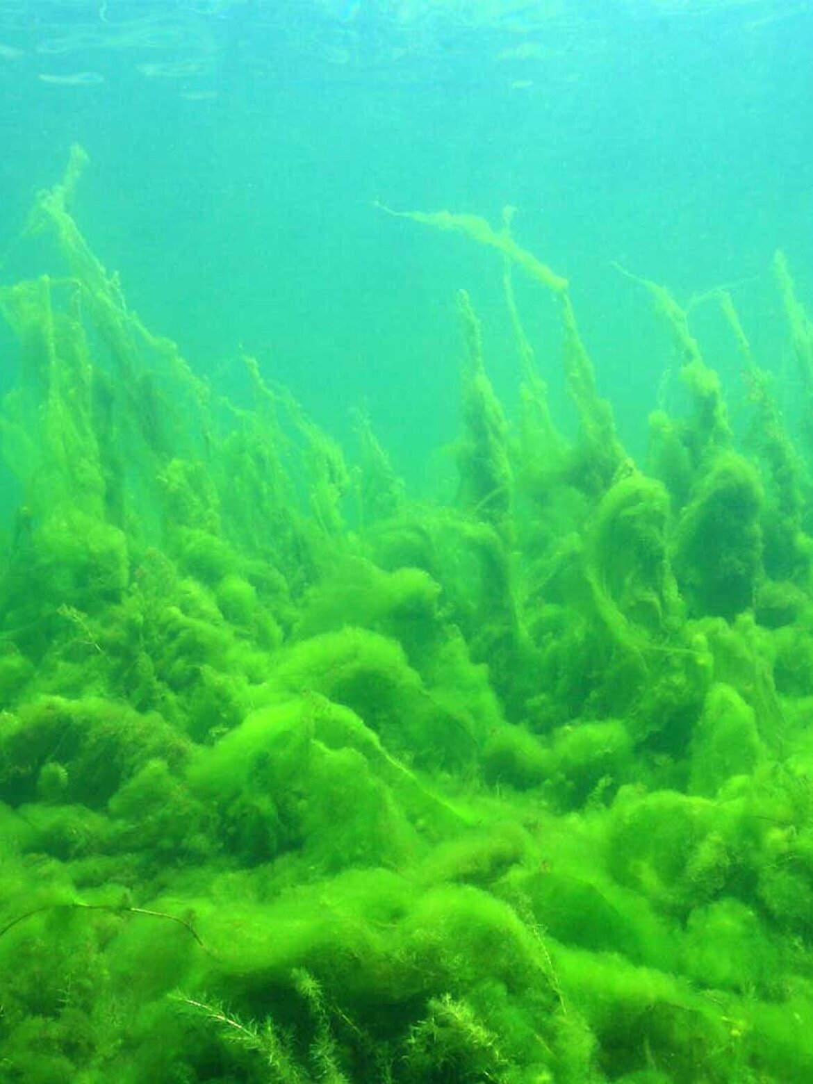 Eutrophic water