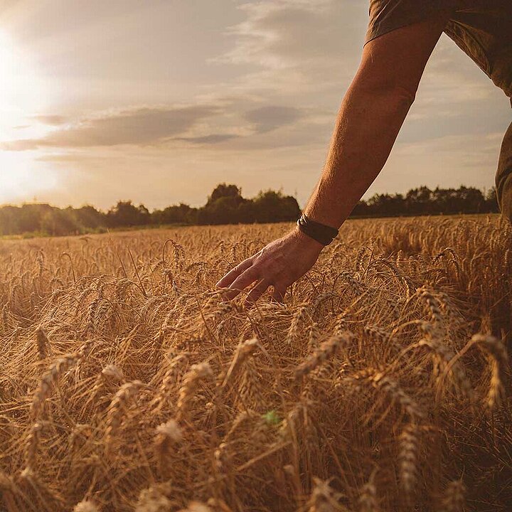Field with grains and farmer