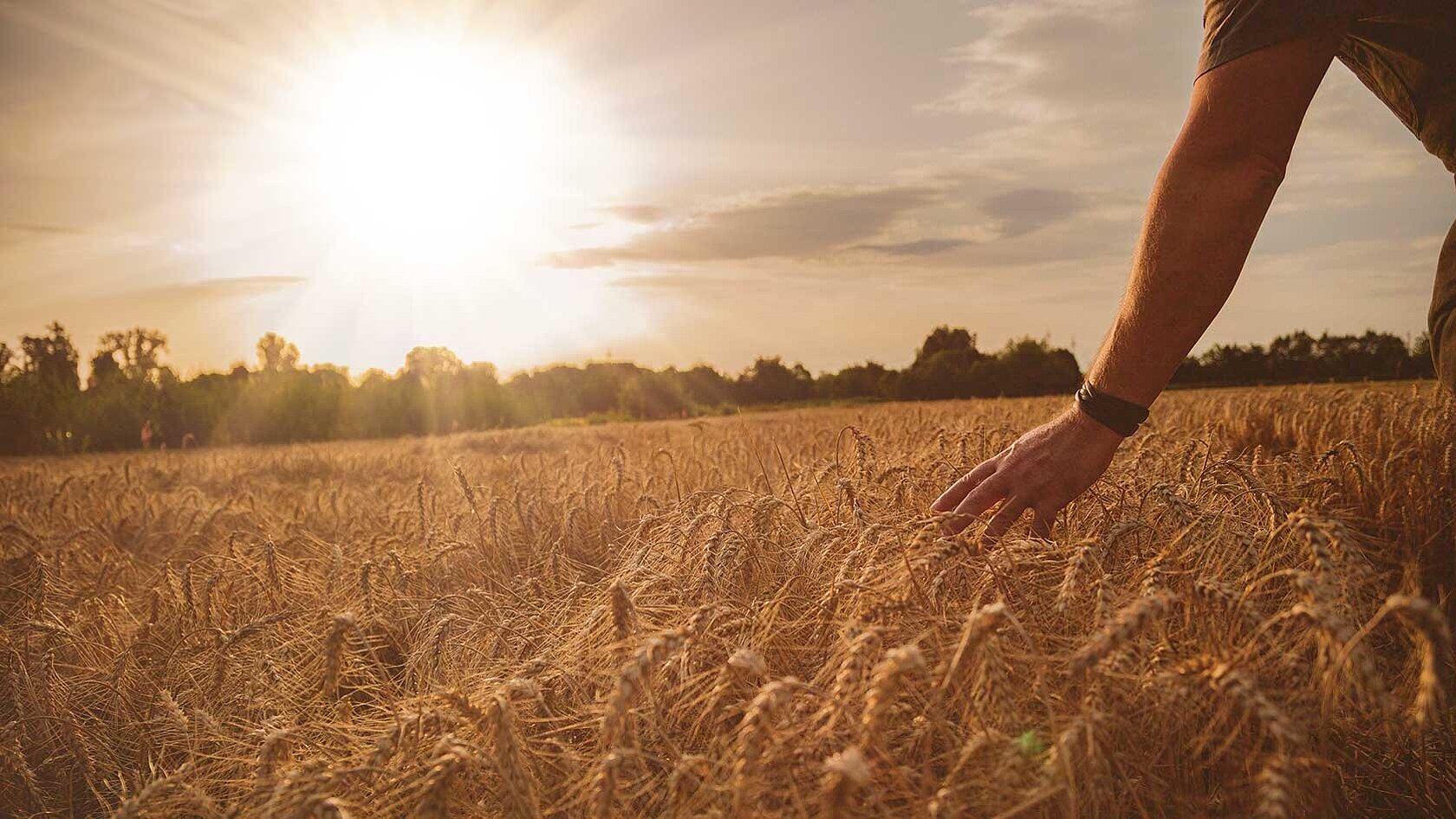 Field with grains and farmer