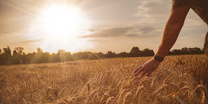Field with grains and farmer