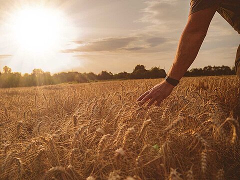 Field with grains and farmer