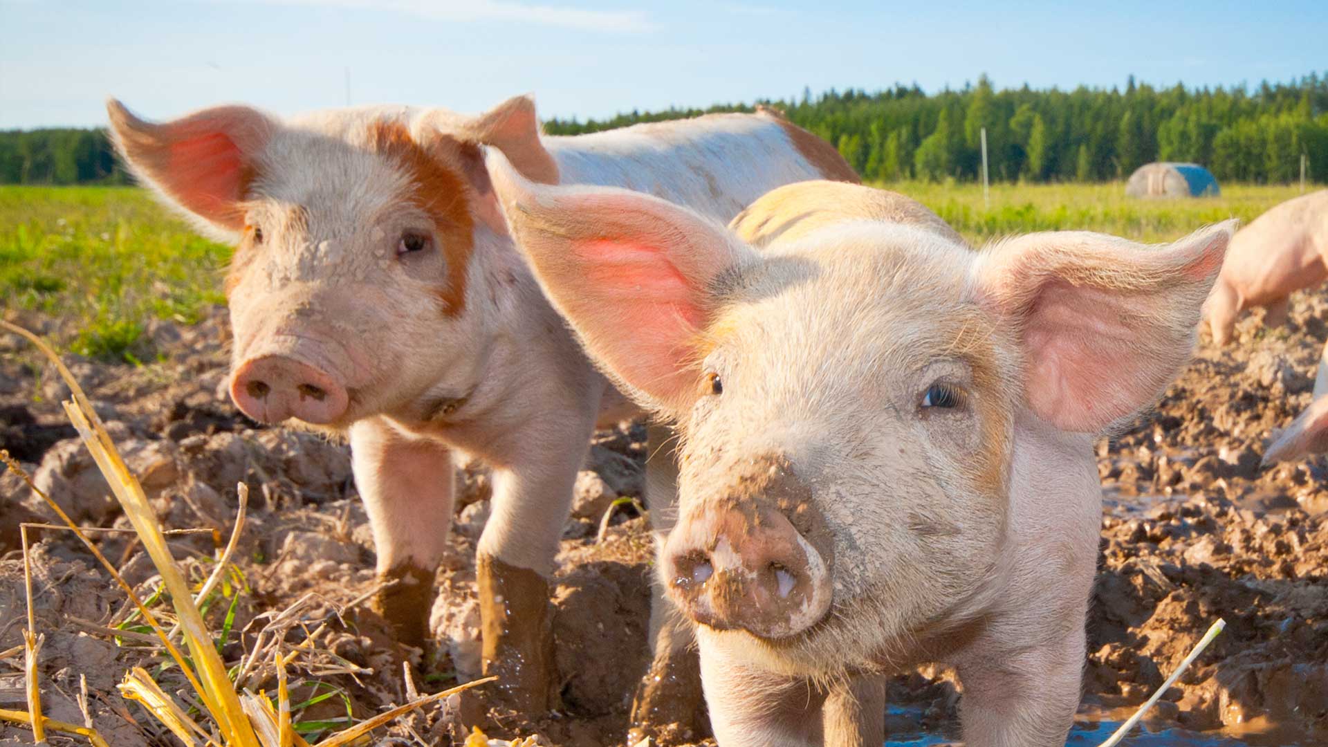 Ferkel