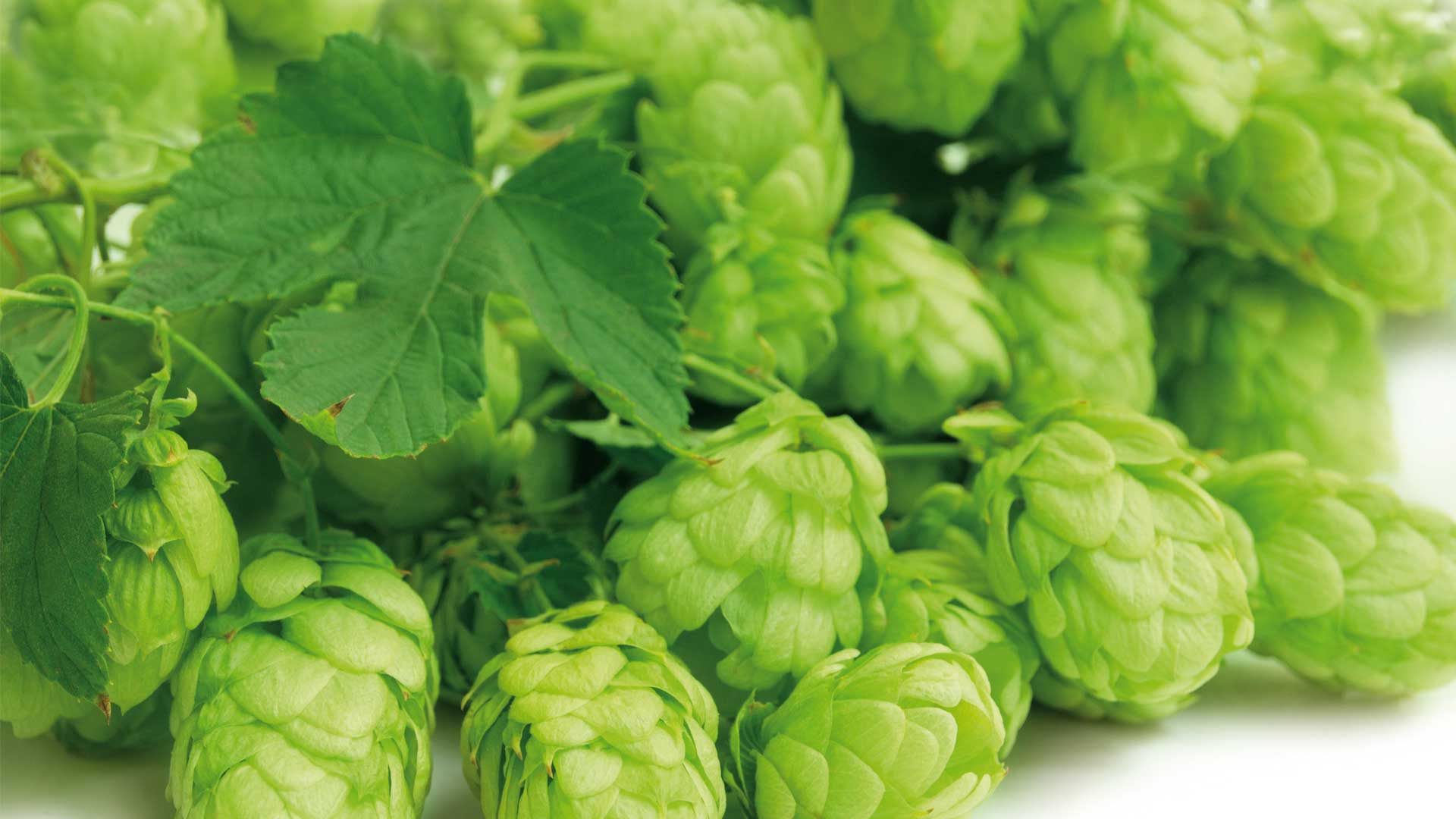 Hops